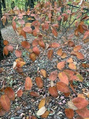 Amelanchier arborea