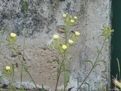 Andryala integrifolia