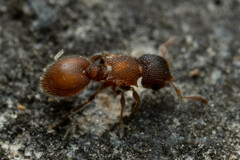 Meranoplus