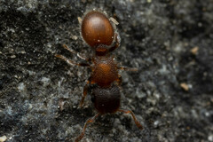 Meranoplus
