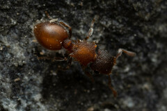 Meranoplus