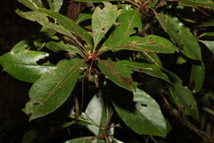 Pittosporum venulosum