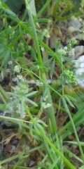 Galium parisiense