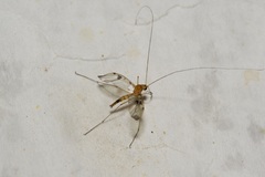 Macrocera phalerata