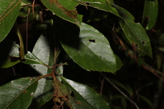 Pittosporum venulosum