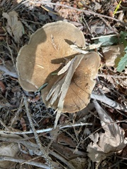 Jahnoporus hirtus