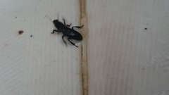 Stenomorphus