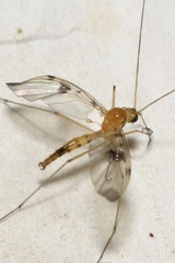 Macrocera phalerata