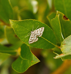Nymphula nitidulata