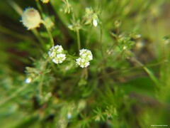 Valerianella coronata