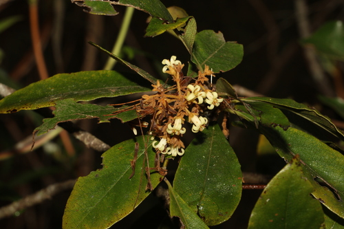 Image of Pittosporum venulosum by (c) Greg Tasney, some rights reserved (CC BY-SA)