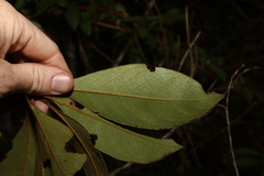 Pittosporum venulosum