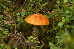 Leccinum