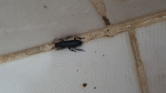 Stenomorphus