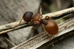 Meranoplus froggatti
