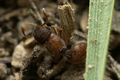 Meranoplus froggatti
