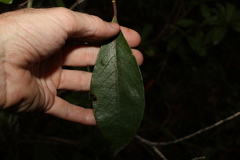 Pittosporum venulosum