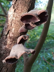 Auricularia nigricans