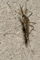 Aedes japonicus