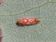 Erythroneura acuticephala