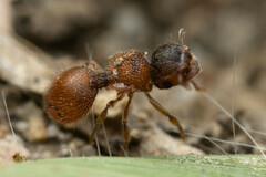 Meranoplus froggatti