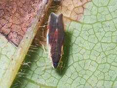 Erythroneura aclys