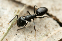 Ochetellus glaber
