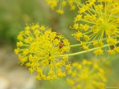 Pseudovadonia livida