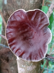 Auricularia nigricans