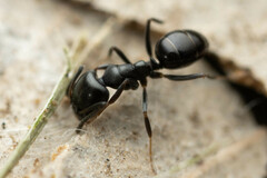 Ochetellus glaber