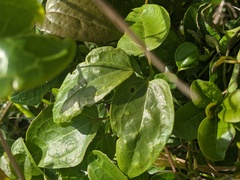 Clematis glycinoides