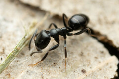 Ochetellus glaber
