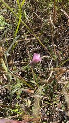 Convolvulus equitans