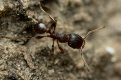 Pheidole