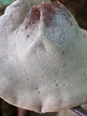 Auricularia nigricans