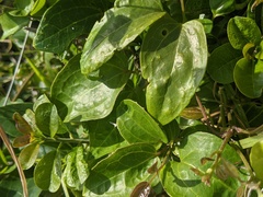 Clematis glycinoides