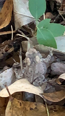 Anaxyrus americanus charlesmithi