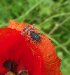 Trichodes umbellatarum