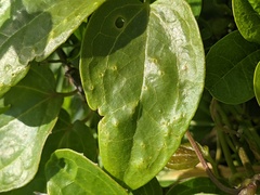 Clematis glycinoides