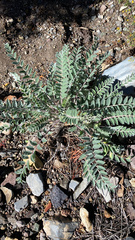 Astragalus mollissimus