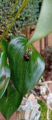 Pleurothallis cordata