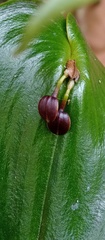 Pleurothallis cordata
