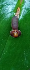 Pleurothallis cordata