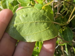 Clematis glycinoides