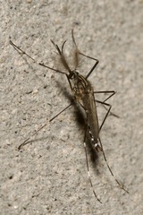 Aedes japonicus