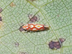 Erythroneura acuticephala