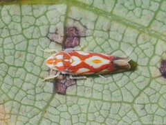 Erythroneura acuticephala