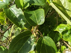 Clematis glycinoides