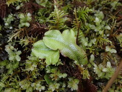 Conocephalum conicum