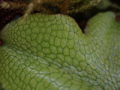 Conocephalum conicum